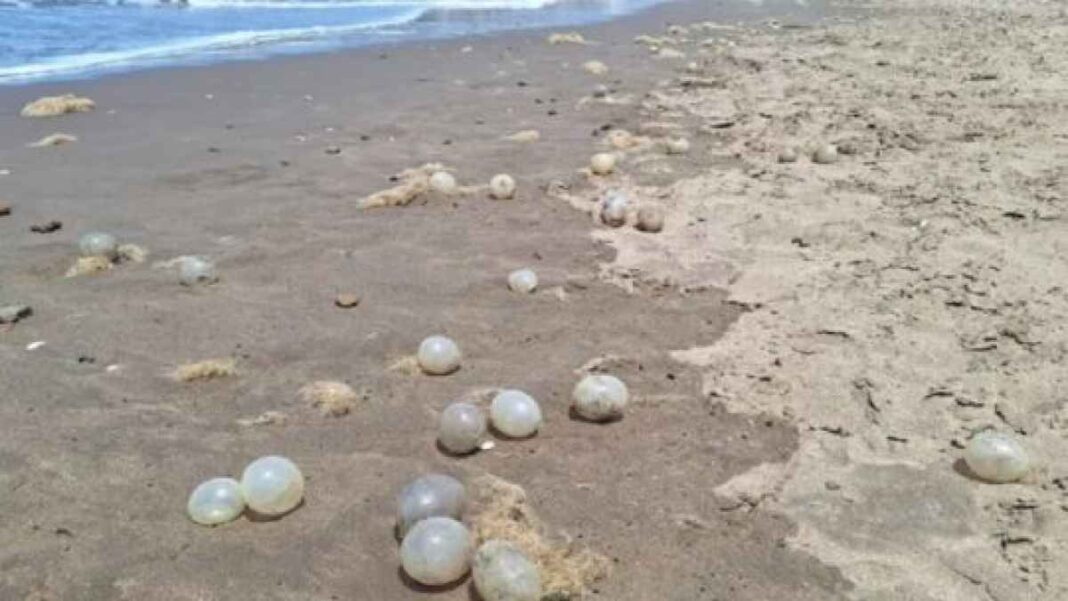 mar-del-plata-amanecio-con-las-playas-cubiertas-de-algas-y-huevos-ovalados